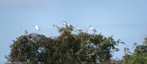 IMG 3079-Pano