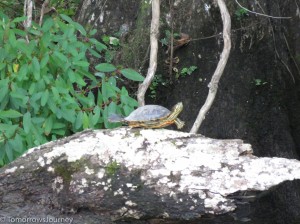 IMG 3101