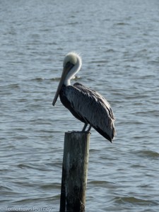 IMG 3583