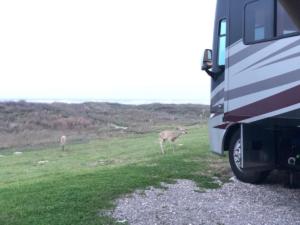 Padre Island Deer