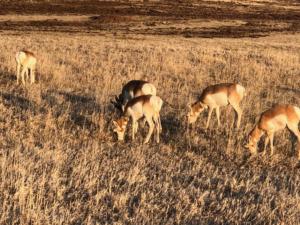 Antelope Custer State Park